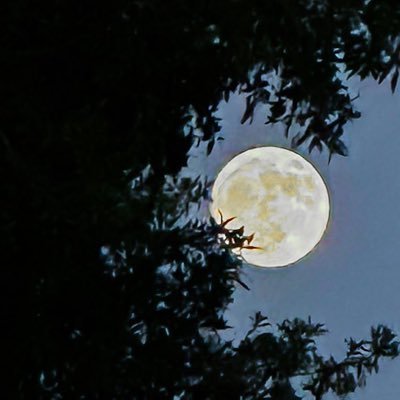 sayaUx_xU's profile picture. 