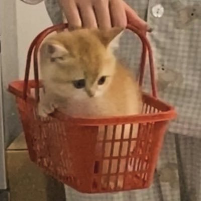 stupidbirdapp69's profile picture. 