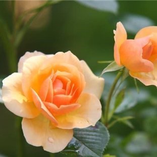 副業で安定した収入を得る方法を共有中。副業初心者に有益な情報をお届け。小規模ですが現金プレゼント企画も実施しております! 期間限定→ https://t.co/iclEbqURTi