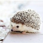 chihiro155337's profile picture. 副業で収入を増やすコツを紹介中。副業を始めてみたい人に役立つ情報を発信。少しですが現金配布企画も実施しております★ フォロワーさん優先▶ https://t.co/079WJGiepA