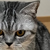 そわ (@sowa_n_) 's Twitter Profile