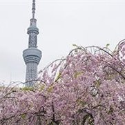 副業で安定した収入を得る方法を紹介中。副業を始めたい人に有益な情報を提供。小規模ですがプレゼント企画も実施中♫ なくなり次第終了▷ https://t.co/gvOEZjsThe
