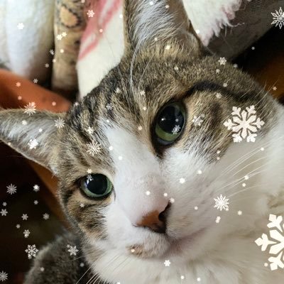 ochaneco's profile picture. 猫と大沢たかお様が大好きです ポスト多めです（通知はOFFにして下さい） 海江田四郎艦長/王騎将軍/徳川吉宗公/牧野勲/南方仁/連崎至光/古芳和正/工藤達也/銘苅一基/島田航一郎/尾崎澄生/松本朔太郎/矢島幸次/寺澤大介/西崎優二/飯島夏樹/奥田聡史/小沼佐吉/藤平十馬/関鉄之介/桐生浩介/高野隆之/ジョー大木/