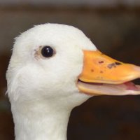 ANTK (@tropical_dog) 's Twitter Profile