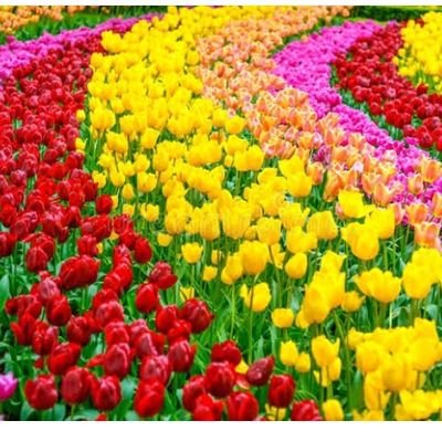 Nitya351935's profile picture. 