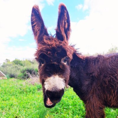 BabyBlueDonkey's profile picture. BLUE, the Baby Donkey, walks into Fractal Bitcoin with style. Owned by @CryptoDeiv, he's not just cute he's a meme token movement.  https://t.co/hgrFrcuNvQ
