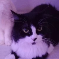 zannie. π (@linito_miamor) 's Twitter Profile