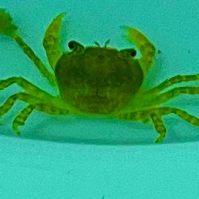 🦀さんのプロフィール画像