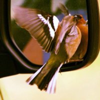 john dyer (@wildswimmer67) 's Twitter Profile Photo john dyer (@wildswimmer67) 's Twitter Profile Photo