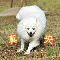 あんず／真央🐾日本スピッツ (@motr_3) 's Twitter Profile