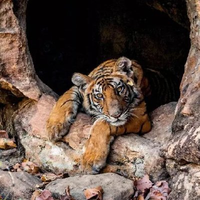 Agbosim0njr10's profile picture. Let's gerrit🐾🚀 Reddio