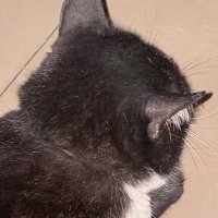 cloudy (@clouddhalu_) 's Twitter Profile