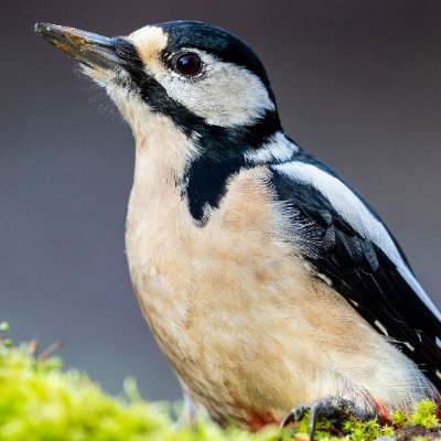 Roleandoo's profile picture. The Great