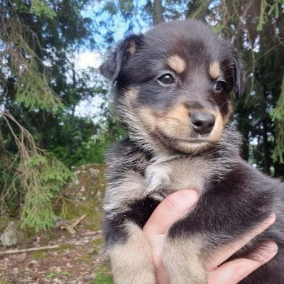 MigoGolijanin's profile picture. 