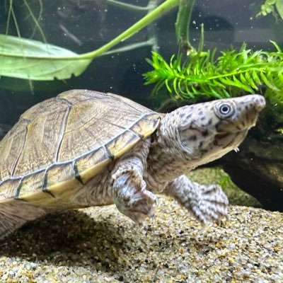 oo_cc_tt_oo's profile picture. ボールと虫とカメ