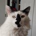 Jasper the Cat (@jasperthecatcto) Twitter profile photo Jasper the Cat (@jasperthecatcto) Twitter profile photo