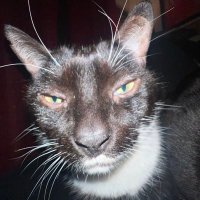 no 🐦‍⬛ • (@helltosell) 's Twitter Profile Photo