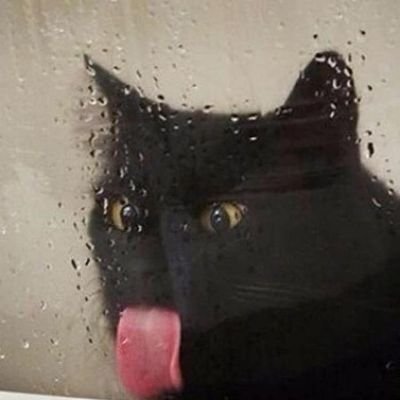 cutecoolcat3_3's profile picture. 