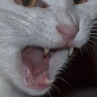 felicific calculus (@euphoria9966) 's Twitter Profile