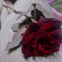 Mai_mohammed__ (@maimoha43363418) 's Twitter Profile