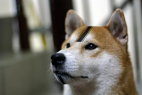 MutsuJabbar's profile picture. 有山有水不視山水 有是有非不談是非 無吾之境正是吾境 無吾之身正是吾心