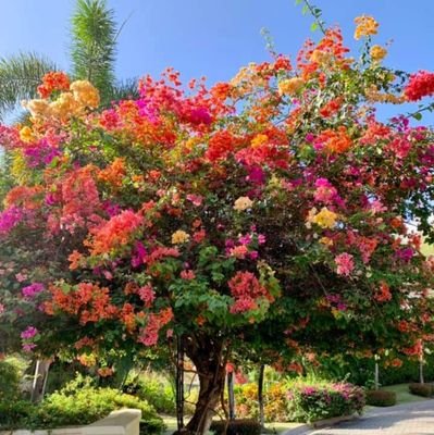 chelydecastillo's profile picture. Quien dude de jugar en el Barsa
         ya no nos sirve
Johan Cruyff
 ***  BARCELONA  ***  mejor equipo del 
                                       🌎