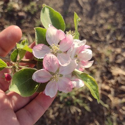 NEz_Noah's profile picture. 