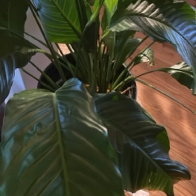 thefarmeragent's profile picture. 