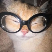 Fishi ๐บ (@fishithecat) 's Twitter Profile Photo Fishi ๐บ (@fishithecat) 's Twitter Profile Photo