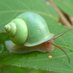 A snail (@presentlyasnail) Twitter profile photo A snail (@presentlyasnail) Twitter profile photo
