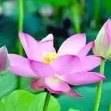 Edx (@edx113331) 's Twitter Profile