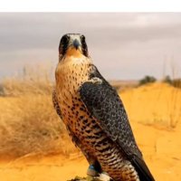 صقر ال عقيل (@lsydbdhlqy752) 's Twitter Profile