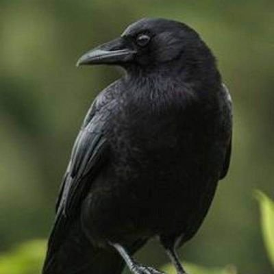 Zangetsu131743's profile picture. America  first! 🇺🇸A christian, seeking truth justice and the American way, and funny shit. PRO 1A ,2A rights
🚫 No DM's 
 #MAGA,#MAHA,#DOGE🇺🇸