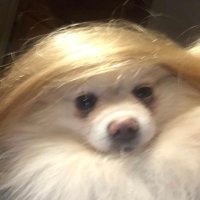 Diane Myron (@myron_diane) 's Twitter Profile