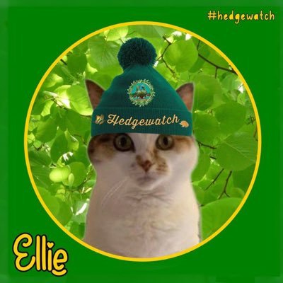Cheeky #yyc #CalicoCrew girl Member of #Hedgewatch - my mom rants on her account at @1001cjd / OTRB 🌈sisfur Neavey aka Buppurrs ❤️