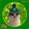 e_elliebinker's profile picture. Cheeky #yyc #CalicoCrew girl Member of #Hedgewatch - my mom rants on her account at @1001cjd / OTRB 🌈sisfur Neavey aka Buppurrs ❤️