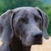 Grey Dog (@greydog1853) Twitter profile photo Grey Dog (@greydog1853) Twitter profile photo