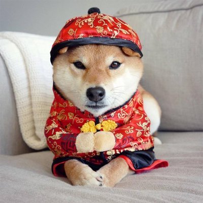 radejenft's profile picture. supercycle. All on @succinctlabs