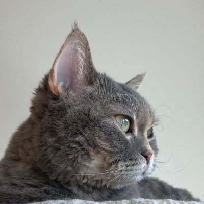 tk_gaz's profile picture. 幻冬舎所属｜担当：堀江貴文『日本医療再生計画』『ChatGPT大全』、中野優作『成長以外、全て死』、岩井圭也『夜更けより静かな場所』、代々木忠『生きる哲学としてのセックス』、前田高志『勝てるデザイン』、宏洋『神になりたかった男』、夏生さえり『揺れる心の真ん中で』｜愛猫"つまみ"🐱｜林檎班🍎｜ヌー民👑｜フロサポ🐬