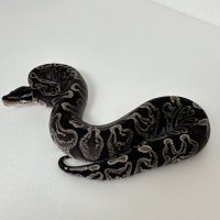 AF_SoRA@ルート (@af_sora) 's Twitter Profile Photo