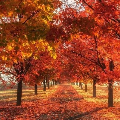 TheAngryBoba's profile picture. 