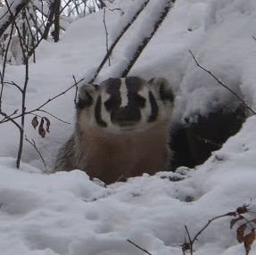 AlbertanBadger's profile picture. Covid cautious wildlife biologist. Supporter of clean air. Mostly listening on twitter. Views are my own. He/Him/His.