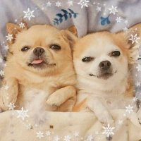 Neoh (@koinu41767) 's Twitter Profile Photo Neoh (@koinu41767) 's Twitter Profile Photo