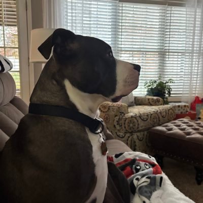 KimHoll52506604's profile picture. 