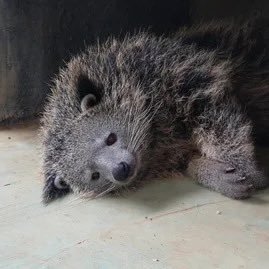 pearsdf's profile picture. 