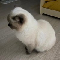 angi (@yuckkyu) 's Twitter Profile