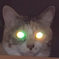 Minoru OSUKA (@minoru_osuka) 's Twitter Profile Photo