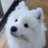 サモエド☆さだはる