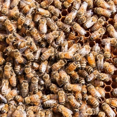 uhhh yeah, buzz buzz, I stream occasionally, mainly Val, sometimes games that make me happier username on Val is 14000 bees#4403