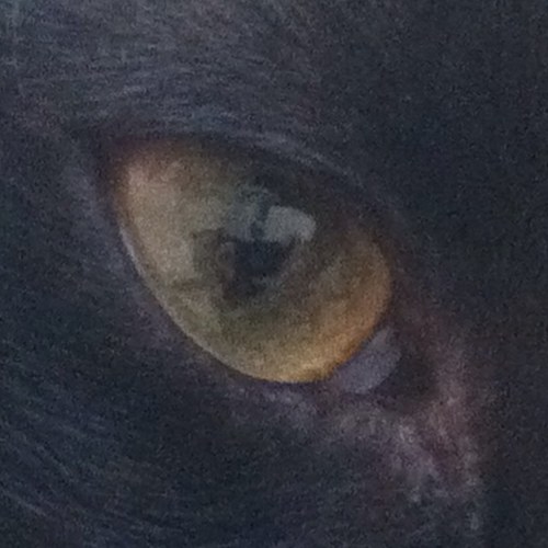 zoettapetolina's profile picture. 